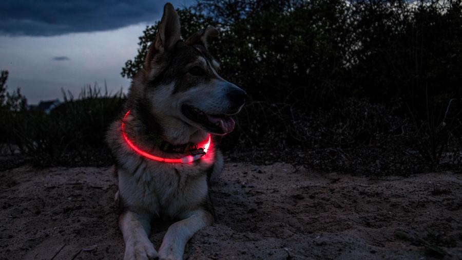 COASTAL PET PRODUCTS Leuchtender Halsring – Orange, Kunststoff, Einheitsgröße Für Hunde, Sichtbarkeit Bei Dunkelheit